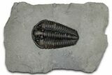 Calymene Niagarensis Trilobite Fossil - New York #357073-1